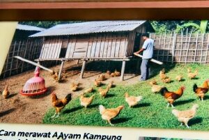 Cara Merawat Ayam Kampung Agar Tumbuh Sehat dan Produktif