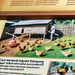 Cara Merawat Ayam Kampung Agar Tumbuh Sehat dan Produktif